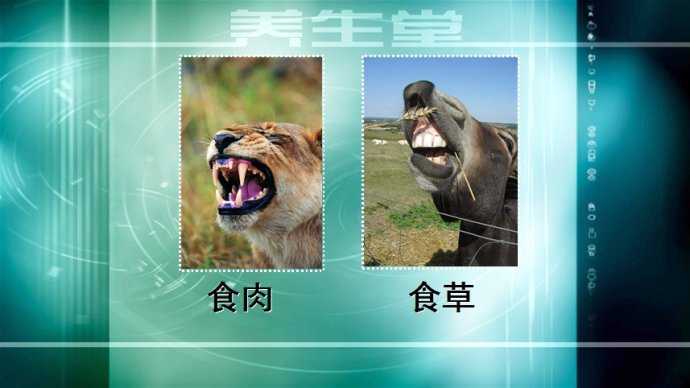 食肉动物的牙齿和食草动物的牙齿比较图片