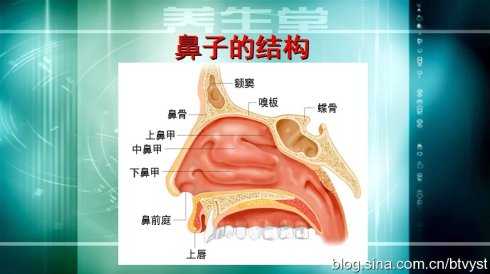 鼻子的结构