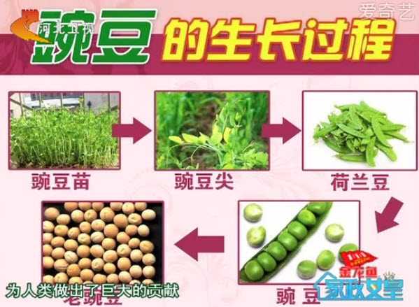 20130604家政女皇视频和笔记:刘纳讲豌豆,湘味豌豆炒滑牛肉,消炎