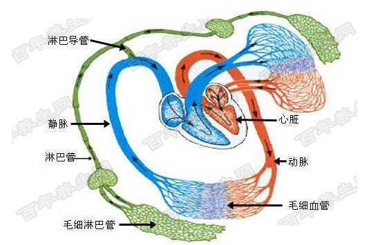 淋巴循环示意图